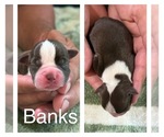 Puppy Puppy 2 Boston Terrier
