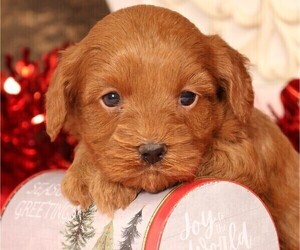 Cavapoo Puppy for Sale in JONES, Michigan USA