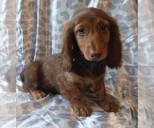 Dachshund Puppy for Sale in BURLINGTON, Massachusetts USA