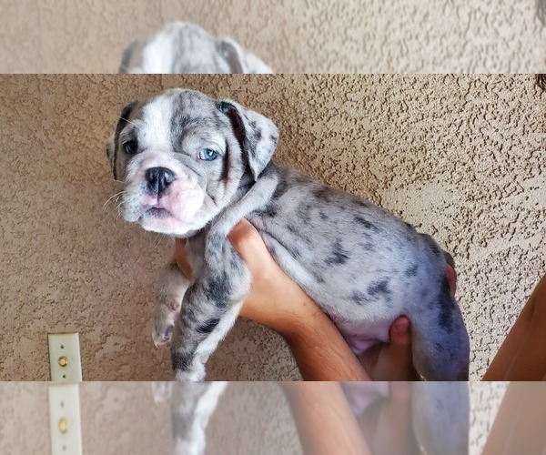 Medium Photo #7 English Bulldog Puppy For Sale in BAKERSFIELD, CA, USA
