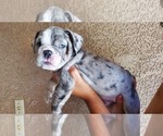 Small Photo #7 English Bulldog Puppy For Sale in BAKERSFIELD, CA, USA