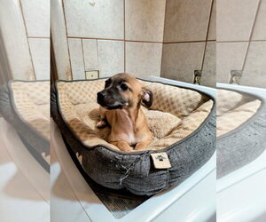 Chihuahua-Unknown Mix Dogs for adoption in Grafton, WI, USA