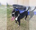 Small #3 American Pit Bull Terrier Mix