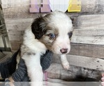 Puppy Hogan Australian Shepherd