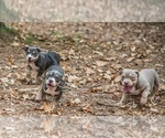 Small Photo #4 American Bully Puppy For Sale in LONGVIEW, TX, USA