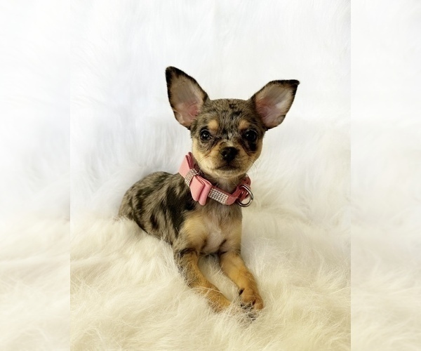 Medium Photo #6 Chihuahua Puppy For Sale in SACRAMENTO, CA, USA