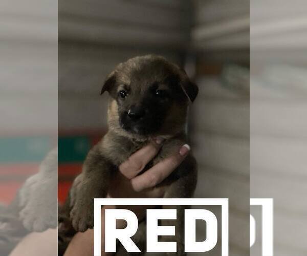 Medium Photo #10 German Shepherd Dog Puppy For Sale in BENNETTSVILLE, SC, USA