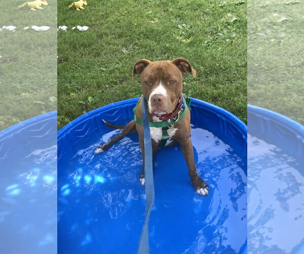 Medium Photo #17 American Pit Bull Terrier-American Staffordshire Terrier Mix Puppy For Sale in Techny, IL, USA