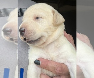Labrador Retriever Puppy for Sale in OSYKA, Mississippi USA