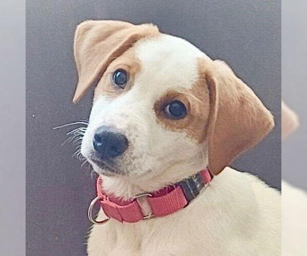 Medium Photo #2 Mutt Puppy For Sale in Canton, CT, USA