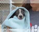 Small #1 American Pit Bull Terrier Mix