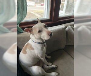 Labrador Retriever-Unknown Mix Dogs for adoption in Aurora, CO, USA