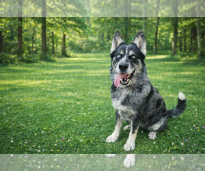 Rex - Male Australian Shepherd-Unknown Mix Dog for Adoption - Photo #3