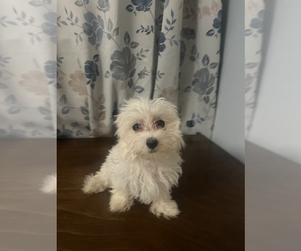Medium Photo #8 Maltese Puppy For Sale in DURHAM, CT, USA