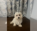 Small #7 Maltese