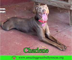 Charlene (Char) - Female Labrador Retriever-Unknown Mix Dog for Adoption - Photo #12