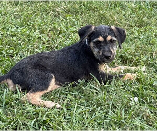 Medium Photo #1 Airedale Terrier-Unknown Mix Puppy For Sale in Lakewood, CO, USA