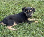 Small Airedale Terrier Mix