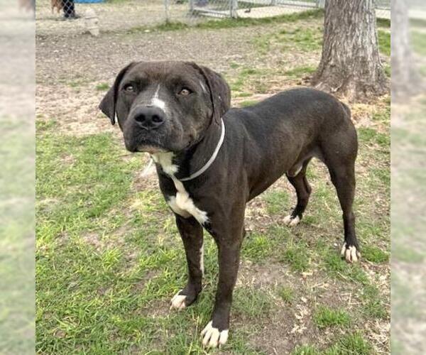 Medium Photo #2 American Pit Bull Terrier-Unknown Mix Puppy For Sale in Conroe, TX, USA
