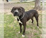 Small #1 American Pit Bull Terrier Mix