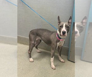 American Pit Bull Terrier-Unknown Mix Dogs for adoption in Las Vegas, NV, USA