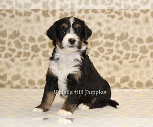 Miniature Bernedoodle Puppy for sale in DENVER, PA, USA