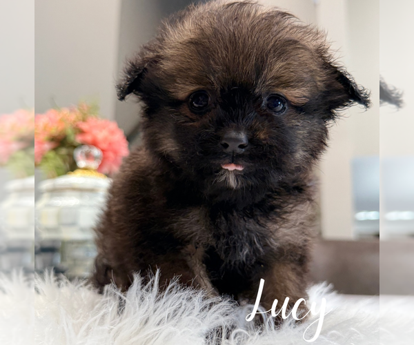 Medium Photo #2 Pomapoo (Standard) Puppy For Sale in ADDISON, IL, USA