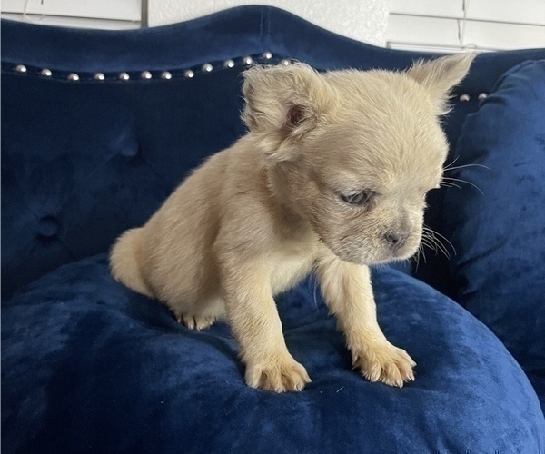 Medium Photo #12 French Bulldog Puppy For Sale in FRESNO, CA, USA