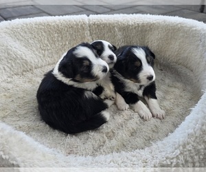 Miniature Australian Shepherd Litter for sale in MILFORD, MI, USA