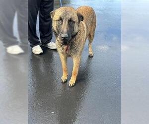 German Shepherd Dog Dogs for adoption in San Martin, CA, USA