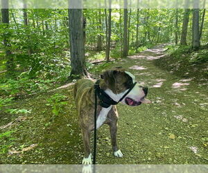 Rocky (the Brindle) - Male Mutt Dog for Adoption - Photo #6