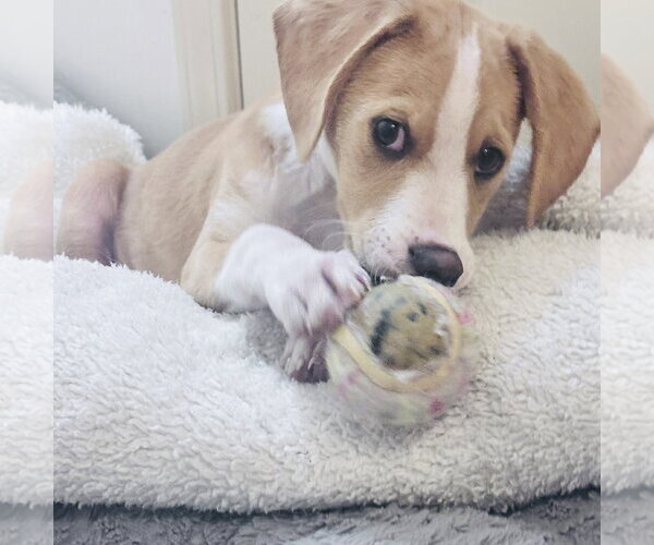 Medium Photo #5 Beagle-Unknown Mix Puppy For Sale in Brooklyn Center, MN, USA