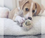 Small #4 Beagle Mix