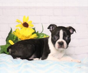 Boston Terrier Puppy for sale in FREDERICKSBG, OH, USA