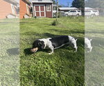 Small Photo #2 Dachshund Puppy For Sale in Polson, MT, USA