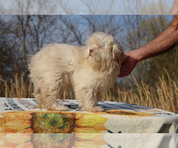Medium Photo #19 ShihPoo Puppy For Sale in DYERSBURG, TN, USA