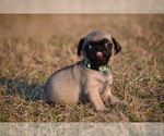 Small #5 Pug