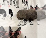 Puppy Purple Cane Corso