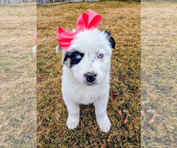Medium Photo #2 Australian Shepherd-Unknown Mix Puppy For Sale in Sandy, UT, USA