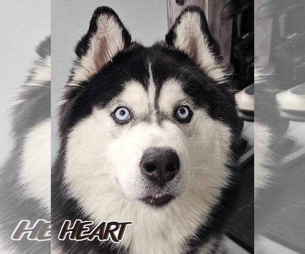 Medium Photo #1 Siberian Husky Puppy For Sale in Severn, MD, USA