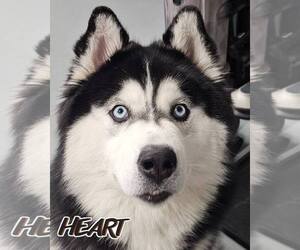 Siberian Husky Dogs for adoption in Severn, MD, USA