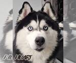 Small Siberian Husky