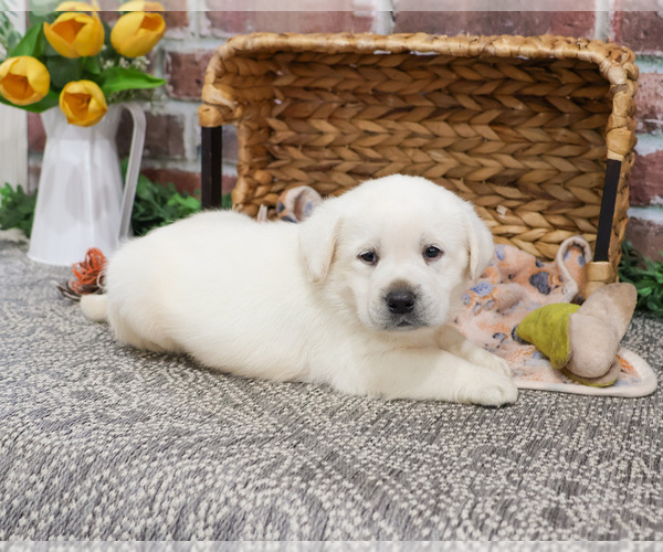 Medium Photo #1 Labrador Retriever Puppy For Sale in SYRACUSE, IN, USA