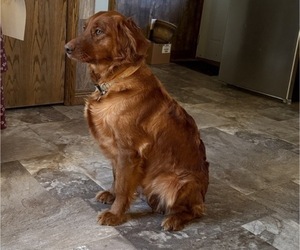 Mother of the Golden Retriever puppies born on 05/08/2026