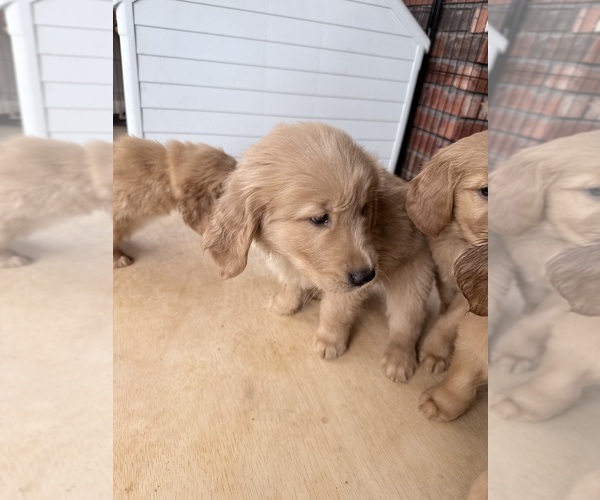 Medium Photo #4 Golden Retriever Puppy For Sale in PORTALES, NM, USA