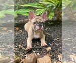 Small Photo #3 French Bulldog Puppy For Sale in RICHMOND, TX, USA