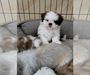 Medium Shih Tzu