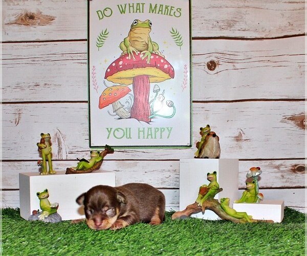 Medium Photo #30 Chihuahua Puppy For Sale in CHARLESTON, AR, USA