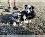Small Photo #8 Miniature Australian Shepherd Puppy For Sale in PEYTON, CO, USA