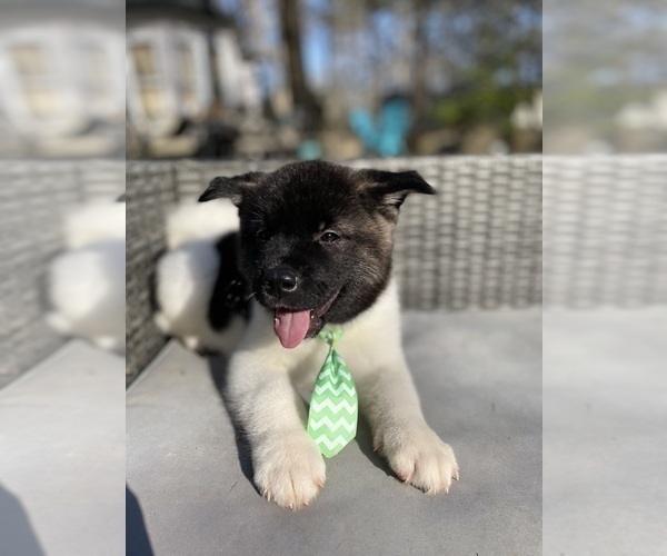 Medium Photo #13 Akita Puppy For Sale in MCDONOUGH, GA, USA